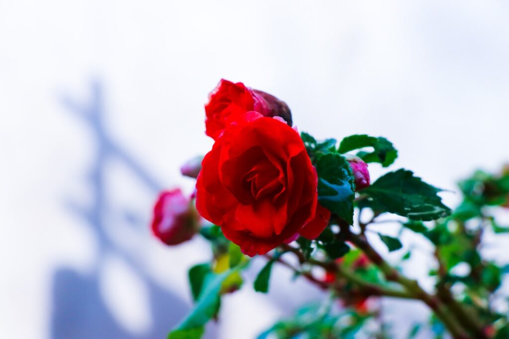 Ce sunt, cum se diferențiază și ce semnificație au diferitele soiuri de trandafiri