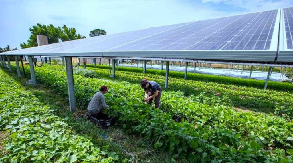 Panourile solare în agricultură: O soluție eficientă pentru fermieri