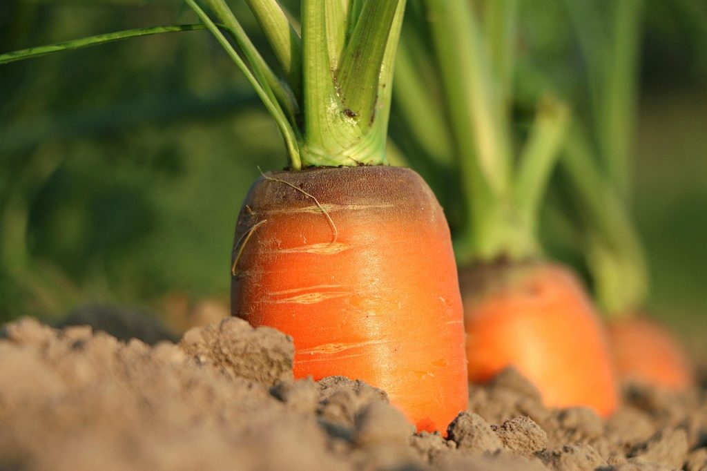Cum cultivi morcovi dulci și crocanți în grădină