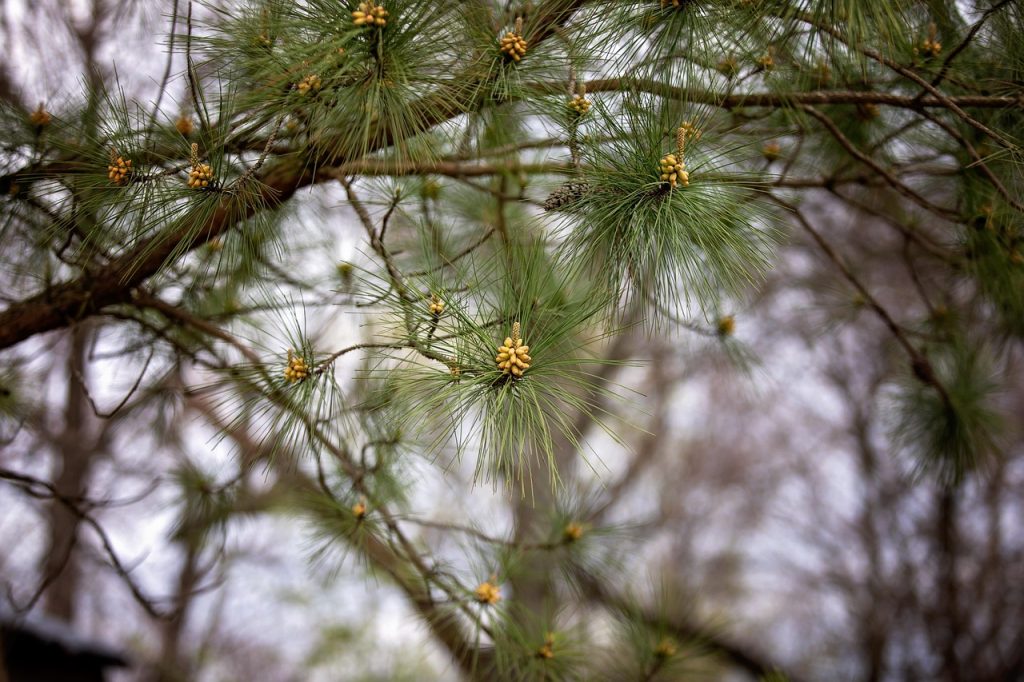 Cum se folosesc mugurii de pin în scop terapeutic